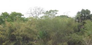 Sadengan, Satu Lagi ‘Afrika’ di Pulau Jawa