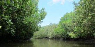 Segaro Anak, Sungai Amazon ala Banyuwangi
