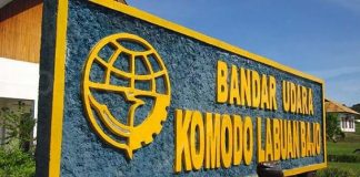 Sapi Masih Berkeliaran di Bandara Komodo