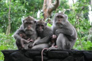 Ubud Monkey Forest