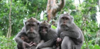 Tips Bawa Hewan Peliharaan Saat Berwisata Ubud Monkey Forest