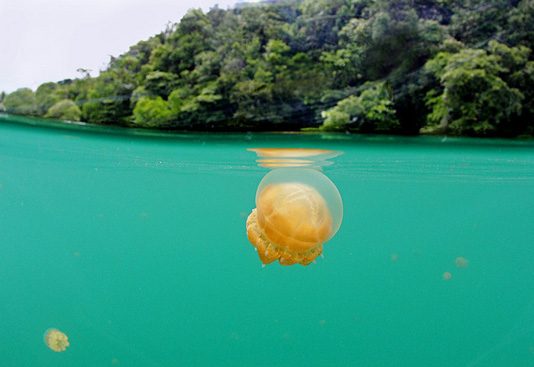 Derawan, Surga Tropis yang Sempurna