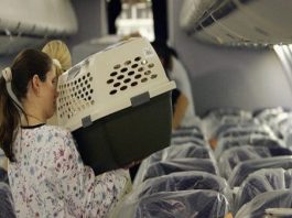 Beberapa hal konyol yang menjadi alasan penerbangan harus ditunda