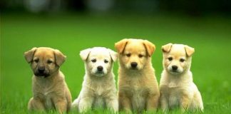 Bandara Ini Luncurkan Jasa Terapi Stres untuk Anjing