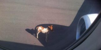 Anak Kuda ‘Blokir’ Bandara Maumere, Sky Air Angkut Legislator Gagal Take Off