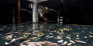 Bekas gedung mall di Thailand ini ‘dikuasai’ ribuan ikan
