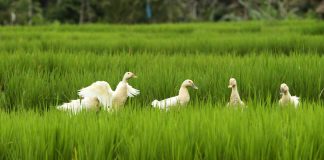 The Ubud Village Resort & Spa, ‘Where tranquility meets tradition’