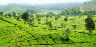 Pemandangan Serba Hijau di Perkebunan Teh Rancabali