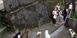 5 Surga Wisata Bagi Penggemar Kucing