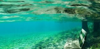 Indahnya Padang Rumput di Bawah Laut