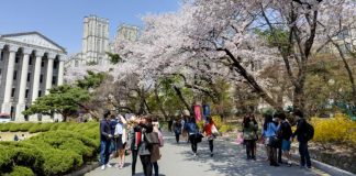 Mampir ke Korea Saat Musim Semi Cocok untuk Para Pecinta Bunga