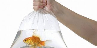 Penumpang Pesawat Australia Bawa Ikan Hidup-Hidup