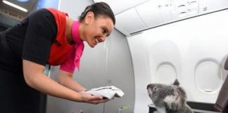 Ada Koala di Maskapai Qantas? Waw!