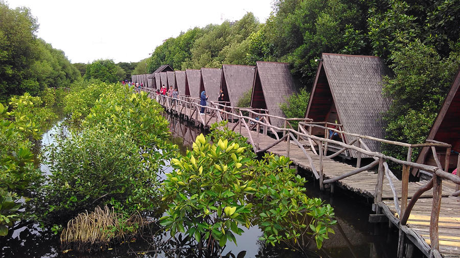 Liburan Ini Wisata ke Hutan Mangrove PIK, Yuk! airport.id