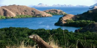 Perhatikan 5 Hal Ini saat Berkunjung ke Taman Nasional Komodo