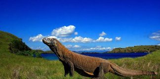 Eksotisme Pantai Merah Muda di Pulau Komodo