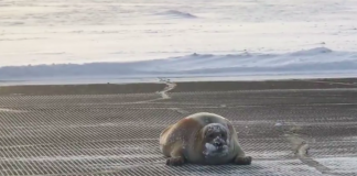 Low Sealings Sempat Ganggu Penerbangan di Alaska