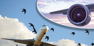 Gara-Gara Burung, Pesawat Tempur di Madiun Alami Kerusakan