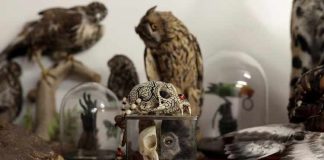 Hewan Langka Ini Ada di Bandara Heathrow London