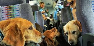 Delta Air Perketat Aturan Untuk Layanan Hewan di Pesawat