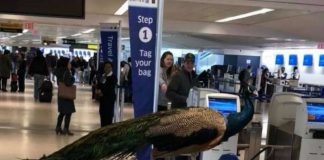 Bawaan Penumpang Pesawat Ini Bikin Penumpang Lain Heran