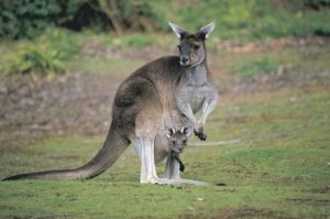 Liburan Terbaik di Australia - Kangaroo and joey, at Donnelly River