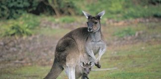 5 Tempat Liburan Terbaik di Australia Barat Saat Musim Gugur Liburan Terbaik di Australia - Kangaroo and joey, at Donnelly River