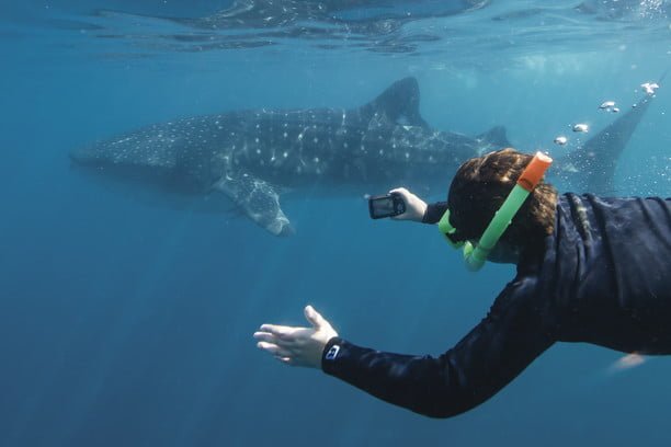 Liburan Terbaik di Australia - Swimming with whale shark (Rhincodon typus)
