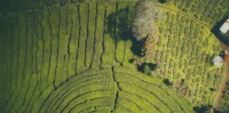 Take us to Alahan Panjang Tea Garden, West Sumatra, please!
This bird’s-eye vi… Take us to Alahan Panjang Tea Garden, West Sumatra, please!
This bird's-eye vi...