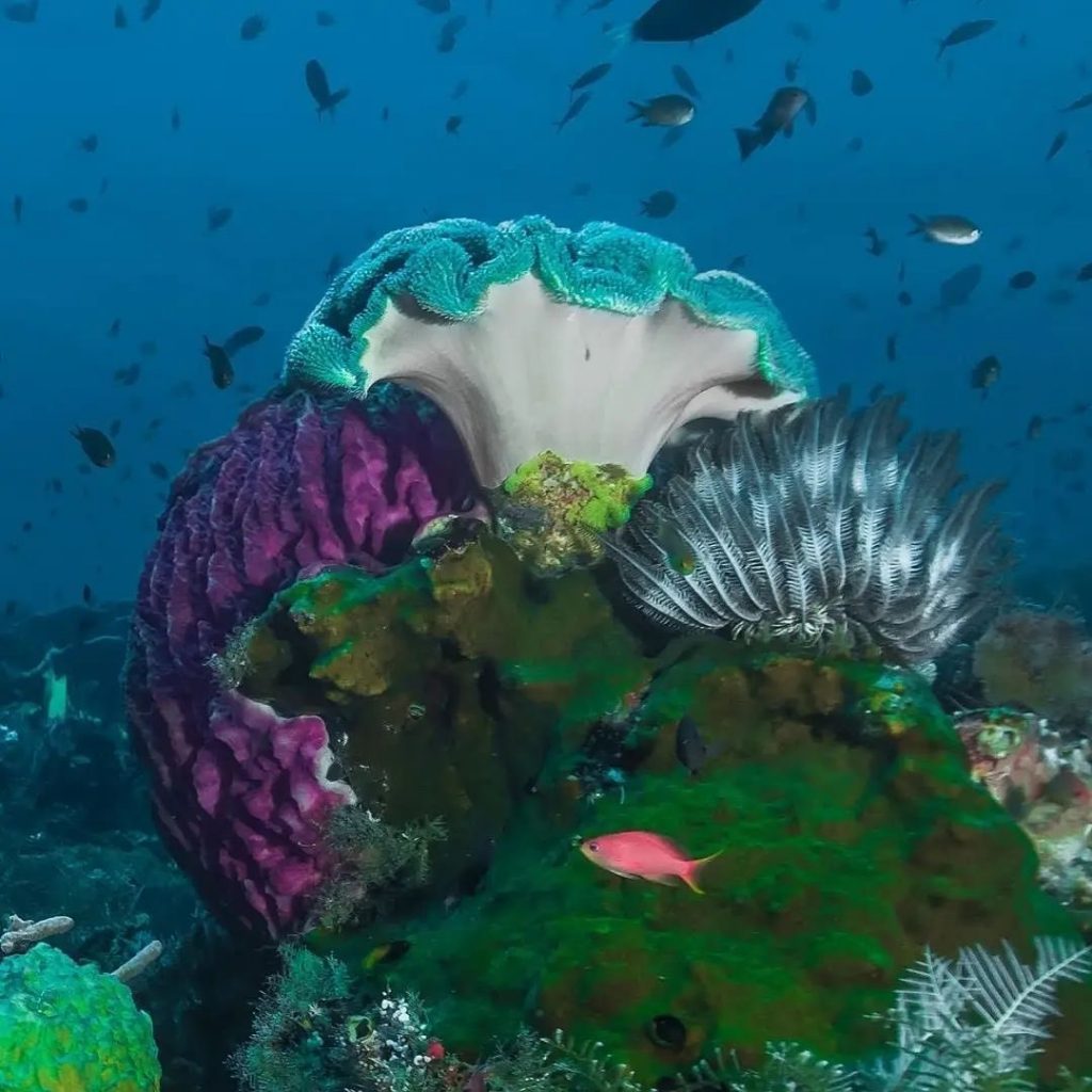 Can you believe that such otherworldy coral reefs exist under the #sea of Indone...