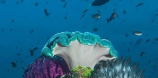 Can you believe that such otherworldy coral reefs exist under the #sea of Indone… Can you believe that such otherworldy coral reefs exist under the #sea of Indone...