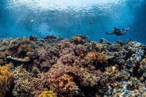 Indonesia isn't only blessed with abundant terrestrial attractions; it’s also go...