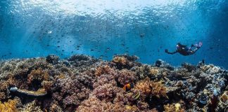 Indonesia isn’t only blessed with abundant terrestrial attractions; it’s also go… Indonesia isn't only blessed with abundant terrestrial attractions; it’s also go...