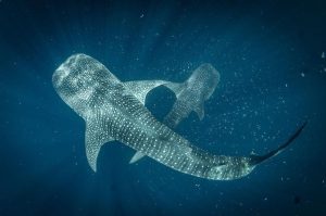Did you know it’s #InternationalWhaleSharkDay today? The whale shark is an endan...
