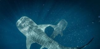 Did you know it’s #InternationalWhaleSharkDay today? The whale shark is an endan… Did you know it’s #InternationalWhaleSharkDay today? The whale shark is an endan...