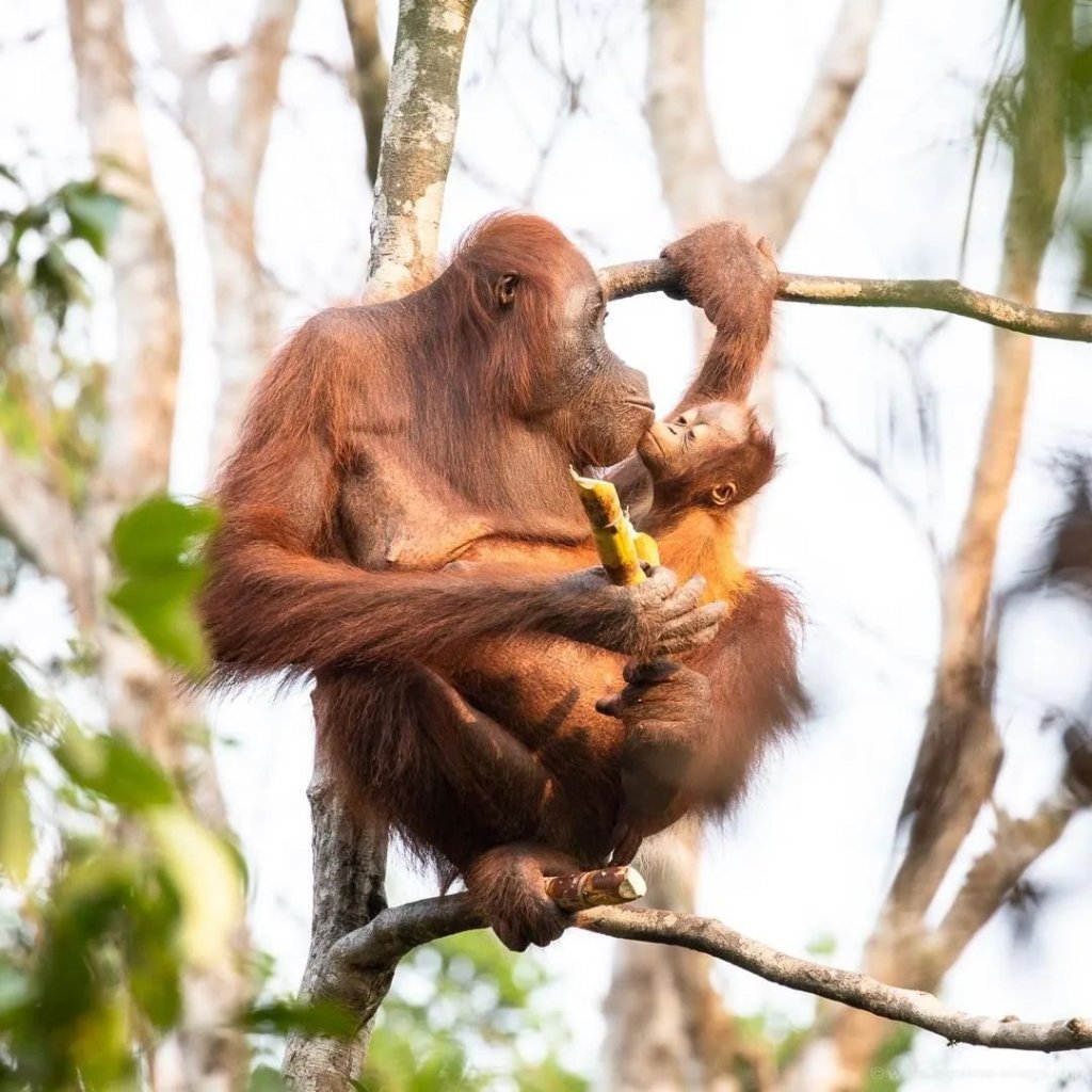 Nothing in the world is better than a mother's love!

To celebrate #Internationa...