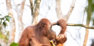 Nothing in the world is better than a mother’s love!
To celebrate #Internationa… Nothing in the world is better than a mother's love!
To celebrate #Internationa...