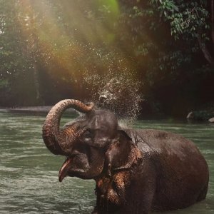 Who doesn't love this gentle giant? On #WorldElephantDay, let's show some love t...