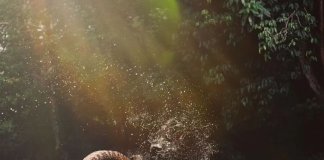 Who doesn’t love this gentle giant? On #WorldElephantDay, let’s show some love t… Who doesn't love this gentle giant? On #WorldElephantDay, let's show some love t...