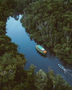 Craving an adventure? Sail through the lush rainforest of Tanjung Puting Nationa...