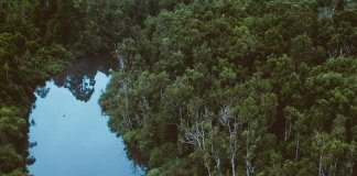 Craving an adventure? Sail through the lush rainforest of Tanjung Puting Nationa… Craving an adventure? Sail through the lush rainforest of Tanjung Puting Nationa...