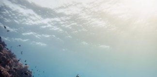 Let’s dive into one of the world’s most beautiful underwater paradises on #World… Let's dive into one of the world's most beautiful underwater paradises on #World...