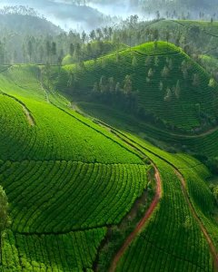 captures the enchanting beauty of Munnar, India, where lush green forests, rolli...