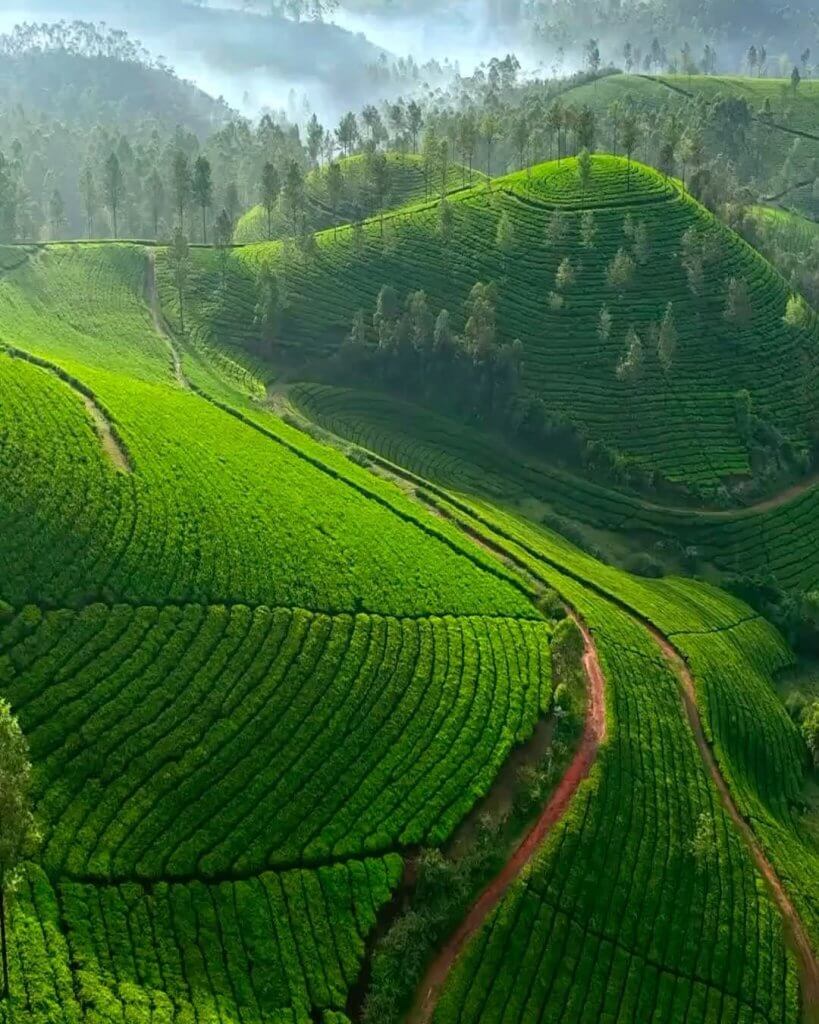 captures the enchanting beauty of Munnar, India, where lush green forests, rolli...