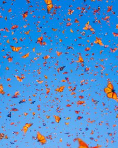 captures the magical dance of the Monarch butterfly migration to Mexico.  This i...