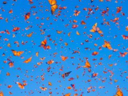 captures the magical dance of the Monarch butterfly migration to Mexico. This i… captures the magical dance of the Monarch butterfly migration to Mexico. This i...