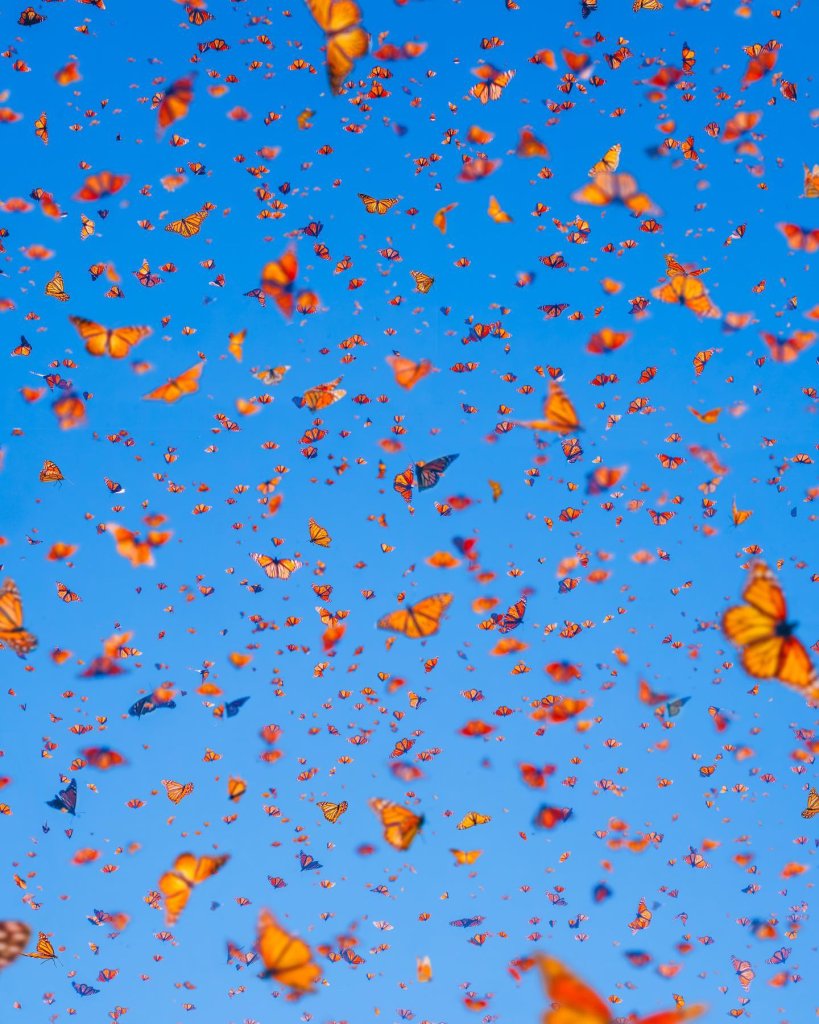 captures the magical dance of the Monarch butterfly migration to Mexico.  This i...