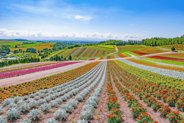 Harum Lavender yang Menenangkan di Furano Hokkaido