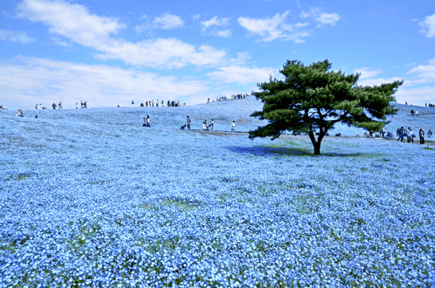 Lautan Biru Langit di Hitachi Seaside Park