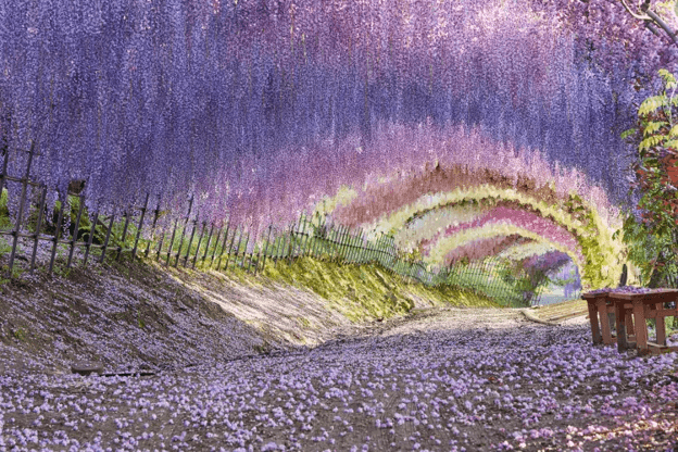 Rahasia Terowongan Estetik di Kawachi Wisteria Garden